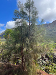 Casuarina collina