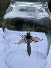 Elidothynnus melleus