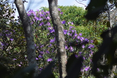 Pleroma heteromallum