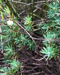 Brachyloma ericoides