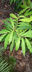 Ardisia bakeri