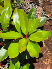Metrosideros laurifolia