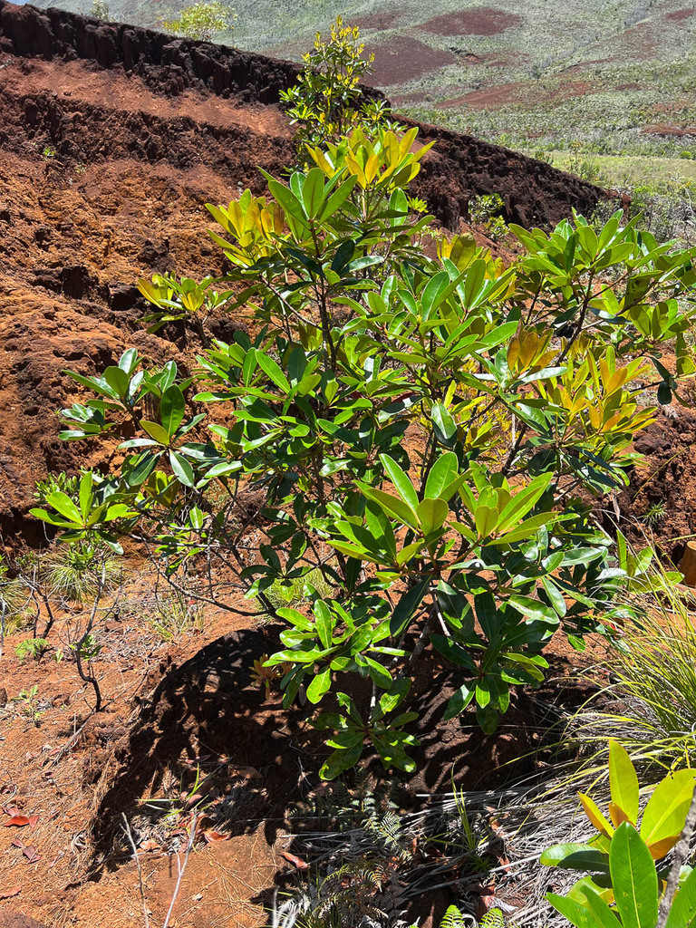 Metrosideros laurifolia
