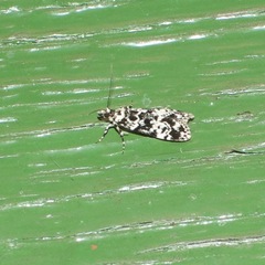 Scoparia exhibitalis