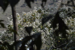 Cordia alliodora