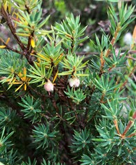 Brachyloma ericoides