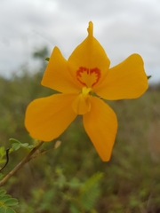 Petalostylis labicheoides