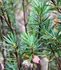 Brachyloma ericoides