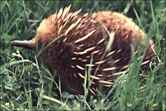 Tachyglossus aculeatus setosus