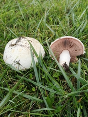 Agaricus moellerianus