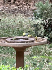 Zosterops flavilateralis