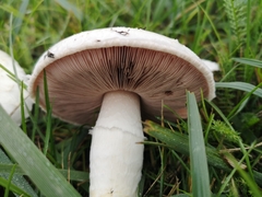 Agaricus moellerianus