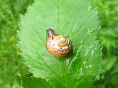 Fruticicola fruticum