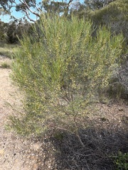 Acacia rigens
