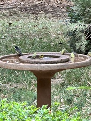 Zosterops flavilateralis