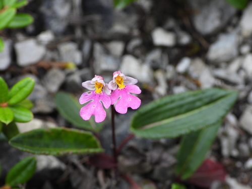 Amitostigma amplexifolium T.Tang & F.T.Wang 2