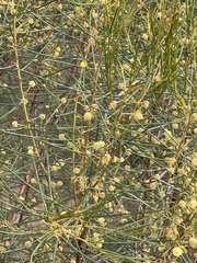 Acacia rigens