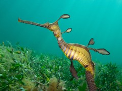 Phyllopteryx taeniolatus