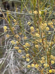Acacia rigens