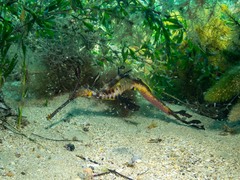 Phyllopteryx taeniolatus