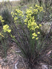 Glischrocaryon behrii