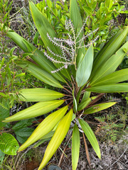 Cordyline neocaledonica