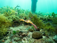 Phyllopteryx taeniolatus