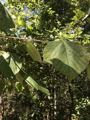 Morus rubra