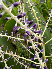 Cordyline neocaledonica