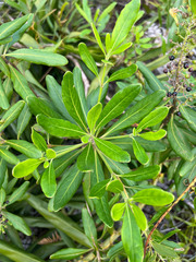 Scaevola cylindrica
