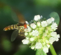 Toxomerus floralis