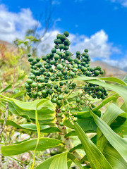 Flagellaria neocaledonica