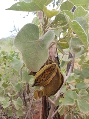 Brachychiton multicaulis