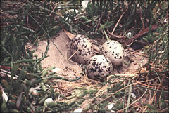 Haematopus longirostris