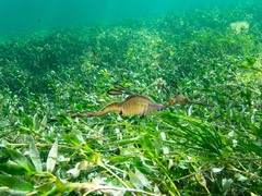 Phyllopteryx taeniolatus