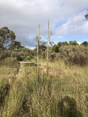 Xanthorrhoea caespitosa