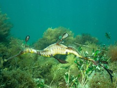 Phyllopteryx taeniolatus