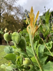 Angiospermae