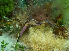 Phyllopteryx taeniolatus