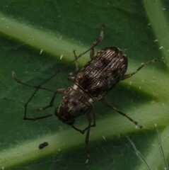 Phymatus hetaera