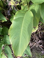 Angiospermae