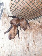 Nyctalus noctula