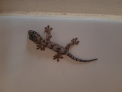 Gekkota