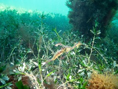 Phyllopteryx taeniolatus