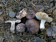 Russula nitida