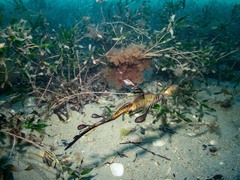 Phyllopteryx taeniolatus