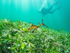 Phyllopteryx taeniolatus