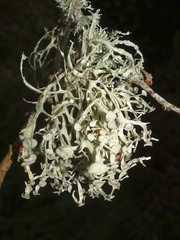 Ramalina calicaris
