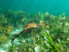 Phyllopteryx taeniolatus