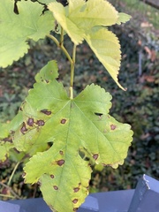 Cercospora moricola